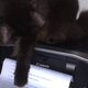 Illustration for article titled 19 Adorable Animals Using Technology Adorably